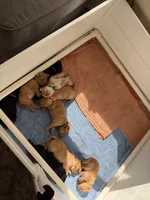 Dolly, a female Goldador for sale in West Wareham, MA – 2 of 4