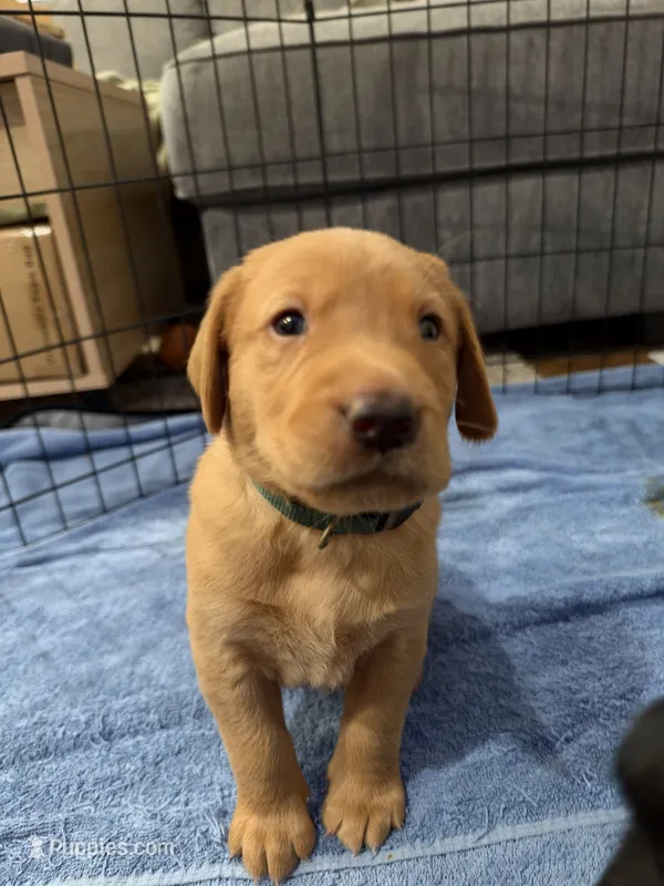 Moose – Goldador puppy for sale in West Wareham, MA