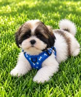 Cosmo, a male Shih Tzu for sale in Vernon, TX – 1 of 4