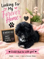 Lily, a female Shih Tzu for sale in Vernon, TX – 1 of 5