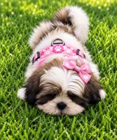 Daisy, a female Shih Tzu for sale in Vernon, TX – 2 of 4