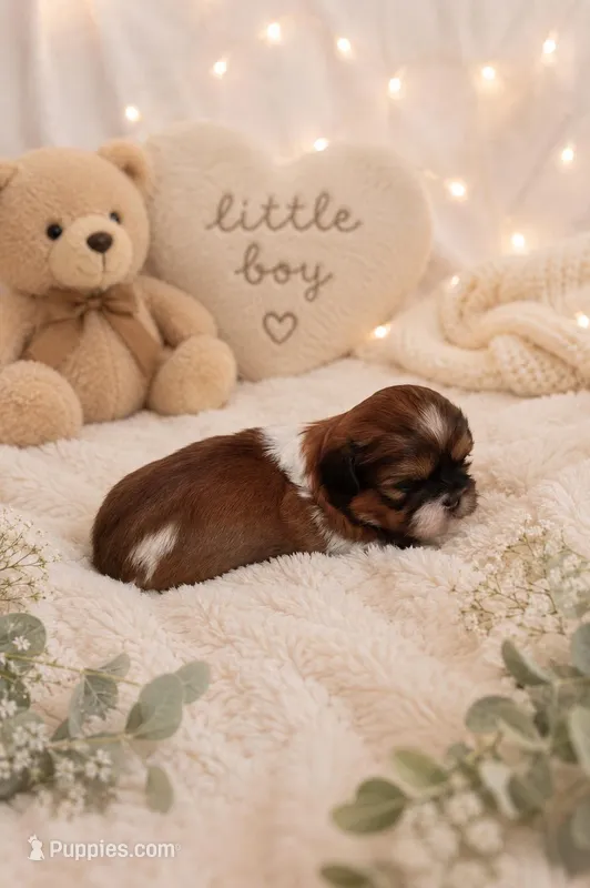 River – Shih Tzu puppy for sale in Vernon, TX