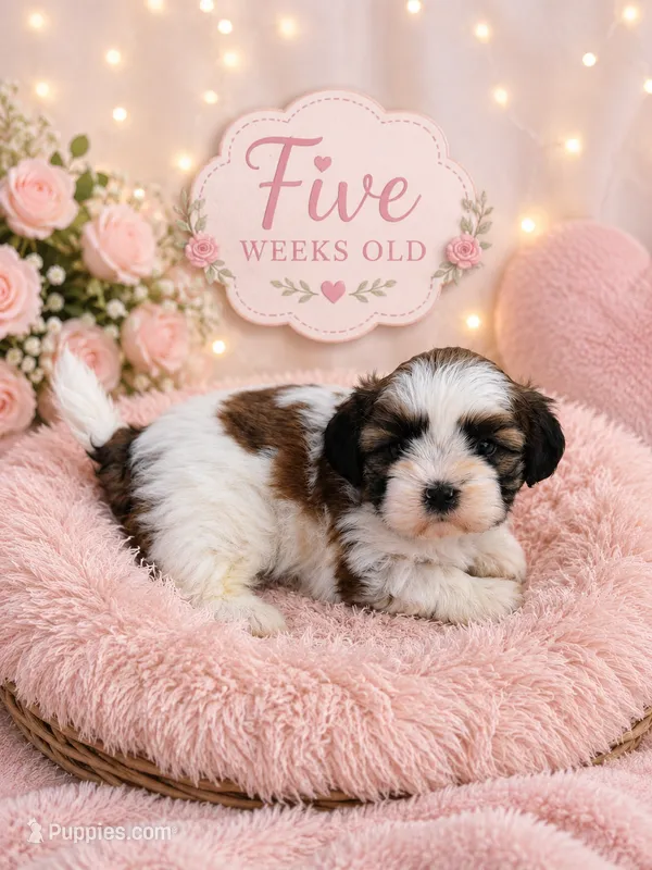 Sadie – Shih Tzu puppy for sale in Vernon, TX