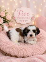 Sadie, a female Shih Tzu for sale in Vernon, TX – 1 of 2