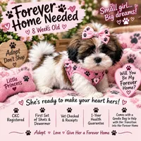 Daisy, a female Shih Tzu for sale in Vernon, TX – 4 of 4