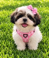 Daisy, a female Shih Tzu for sale in Vernon, TX – 1 of 4