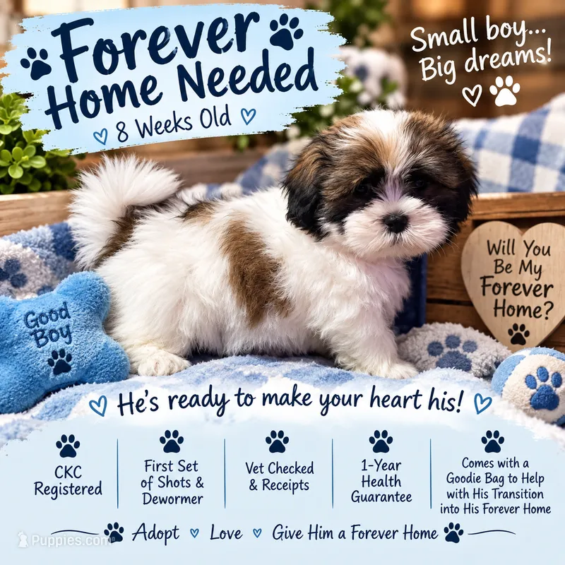 Cosmo – Shih Tzu puppy for sale in Vernon, TX