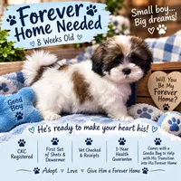 Cosmo, a male Shih Tzu for sale in Vernon, TX – 3 of 4