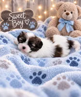 Cosmo, a male Shih Tzu for sale in Vernon, TX – 1 of 1
