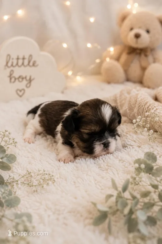 Taz – Shih Tzu puppy for sale in Vernon, TX