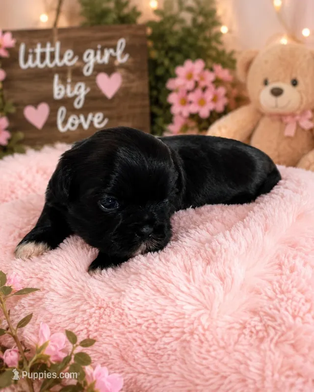Lily – Shih Tzu puppy for sale in Vernon, TX
