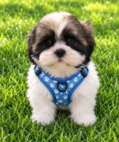 Cosmo, a male Shih Tzu for sale in Vernon, TX – 2 of 4