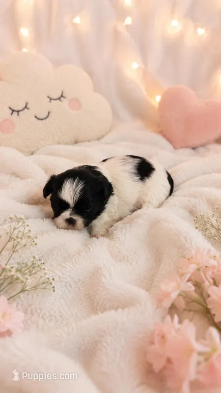 Oreo – Shih Tzu puppy for sale in Vernon, TX