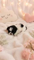 Oreo, a male Shih Tzu for sale in Vernon, TX – 1 of 2