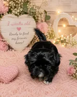 Lily, a female Shih Tzu for sale in Vernon, TX – 4 of 5