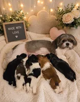 Lily, a female Shih Tzu for sale in Vernon, TX – 2 of 2