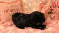 Lily, a female Shih Tzu for sale in Vernon, TX – 5 of 5