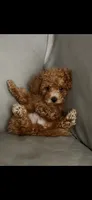 White, a male Poodle - Toy  for sale in Roseville, CA – 6 of 10