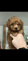 White, a male Poodle - Toy  for sale in Roseville, CA – 6 of 6