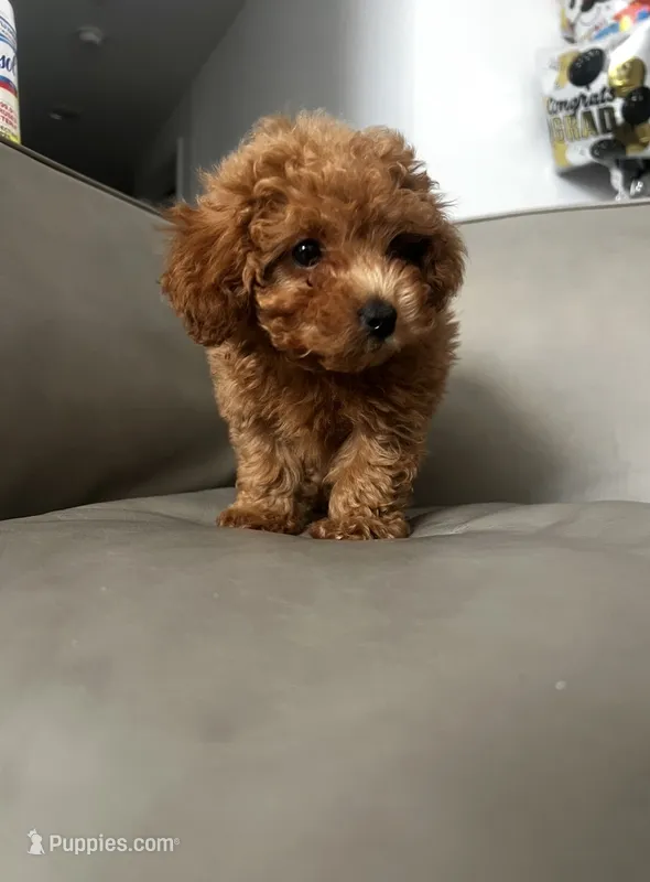White – Poodle - Toy  puppy for sale in Roseville, CA