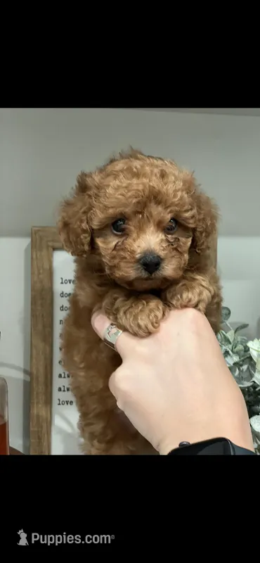 White – Poodle - Toy  puppy for sale in Roseville, CA
