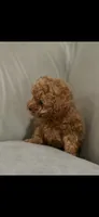 Pink, a female Poodle - Toy  for sale in Roseville, CA – 7 of 7