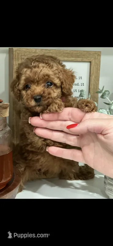 Pink – Poodle - Toy  puppy for sale in Roseville, CA