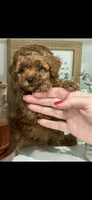 Pink, a female Poodle - Toy  for sale in Roseville, CA – 1 of 7