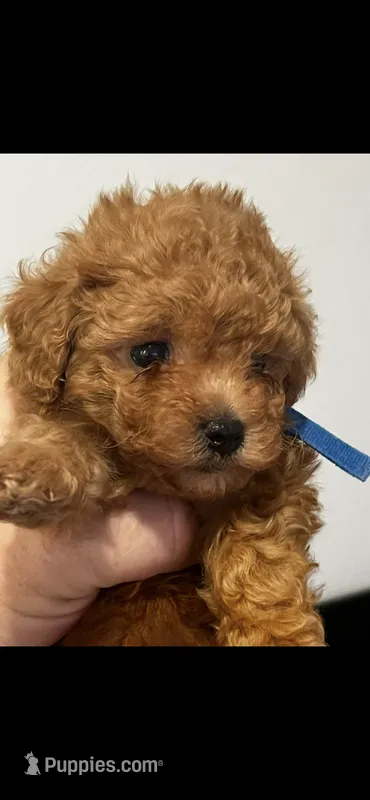 Blue – Poodle - Toy  puppy for sale in Roseville, CA