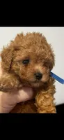 Blue, a male Poodle - Toy  for sale in Roseville, CA – 1 of 6
