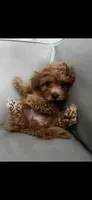 White, a male Poodle - Toy  for sale in Roseville, CA – 5 of 10