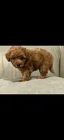 Green, a female Poodle - Toy  for sale in Roseville, CA – 6 of 7