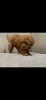 Pink, a female Poodle - Toy  for sale in Roseville, CA – 4 of 7