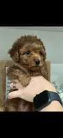 Green, a female Poodle - Toy  for sale in Roseville, CA – 7 of 7
