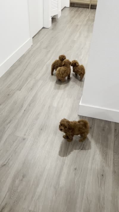 Green, a female Poodle - Toy  for sale in Roseville, CA – 9 of 9