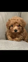 White, a male Poodle - Toy  for sale in Roseville, CA – 5 of 6