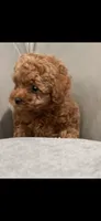 Pink, a female Poodle - Toy  for sale in Roseville, CA – 6 of 7