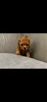 Blue, a male Poodle - Toy  for sale in Roseville, CA – 4 of 6