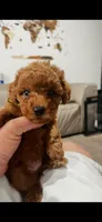 Green, a female Poodle - Toy  for sale in Roseville, CA – 3 of 7