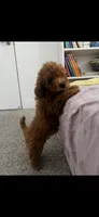 Green, a female Poodle - Toy  for sale in Roseville, CA – 4 of 9