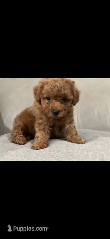 Green – Poodle - Toy  puppy for sale in Roseville, CA