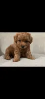 Green, a female Poodle - Toy  for sale in Roseville, CA – 2 of 7