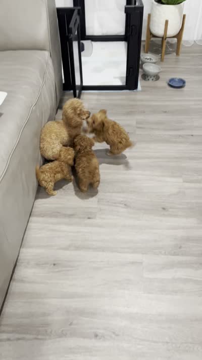 Green, a female Poodle - Toy  for sale in Roseville, CA – 8 of 9