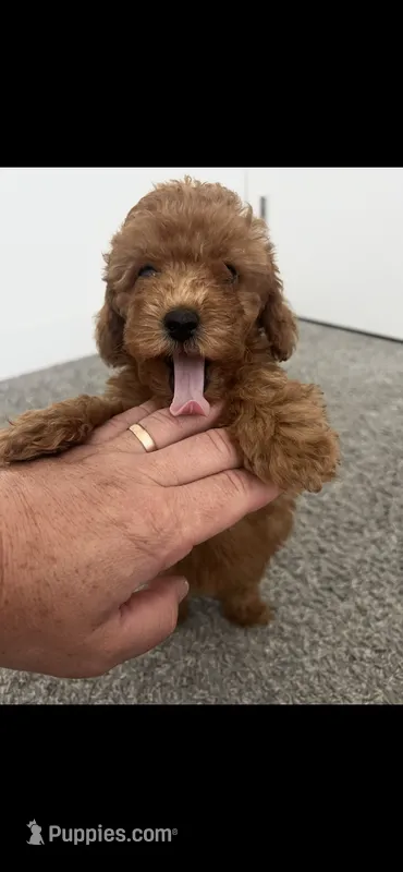 Green – Poodle - Toy  puppy for sale in Roseville, CA