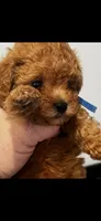 Blue, a male Poodle - Toy  for sale in Roseville, CA – 3 of 6