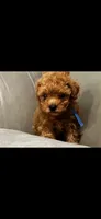Blue, a male Poodle - Toy  for sale in Roseville, CA – 2 of 6