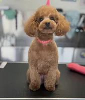 Green, a female Poodle - Toy  for sale in Roseville, CA – 7 of 9