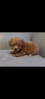 White, a male Poodle - Toy  for sale in Roseville, CA – 2 of 6