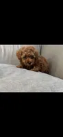 Pink, a female Poodle - Toy  for sale in Roseville, CA – 3 of 7