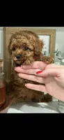 Pink, a female Poodle - Toy  for sale in Roseville, CA – 2 of 7